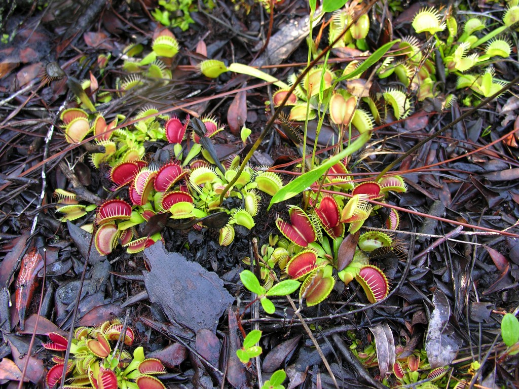 Dionaea muscipula