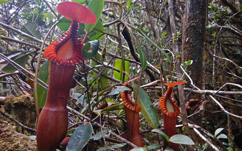 Nepenthes