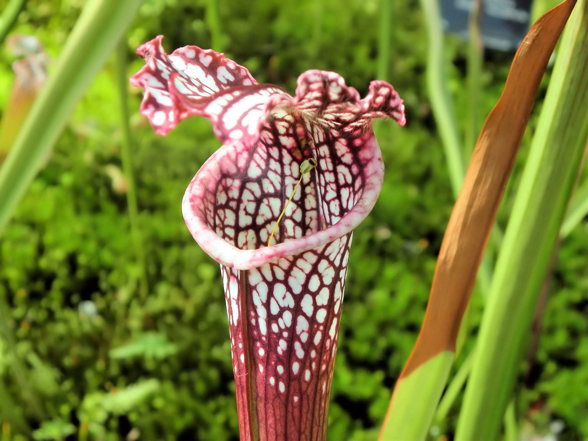 Sarracenia