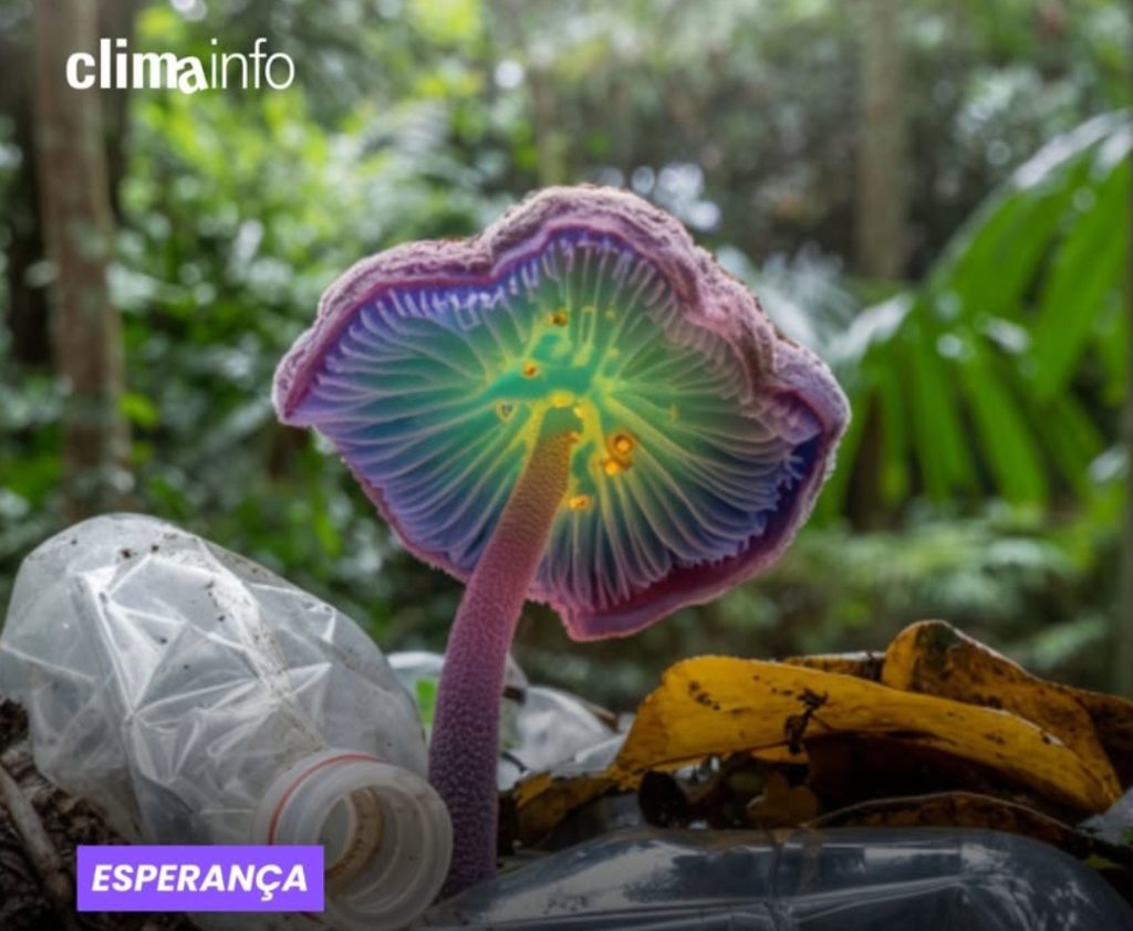 Fungo da Amazônia capaz de degradar plástico