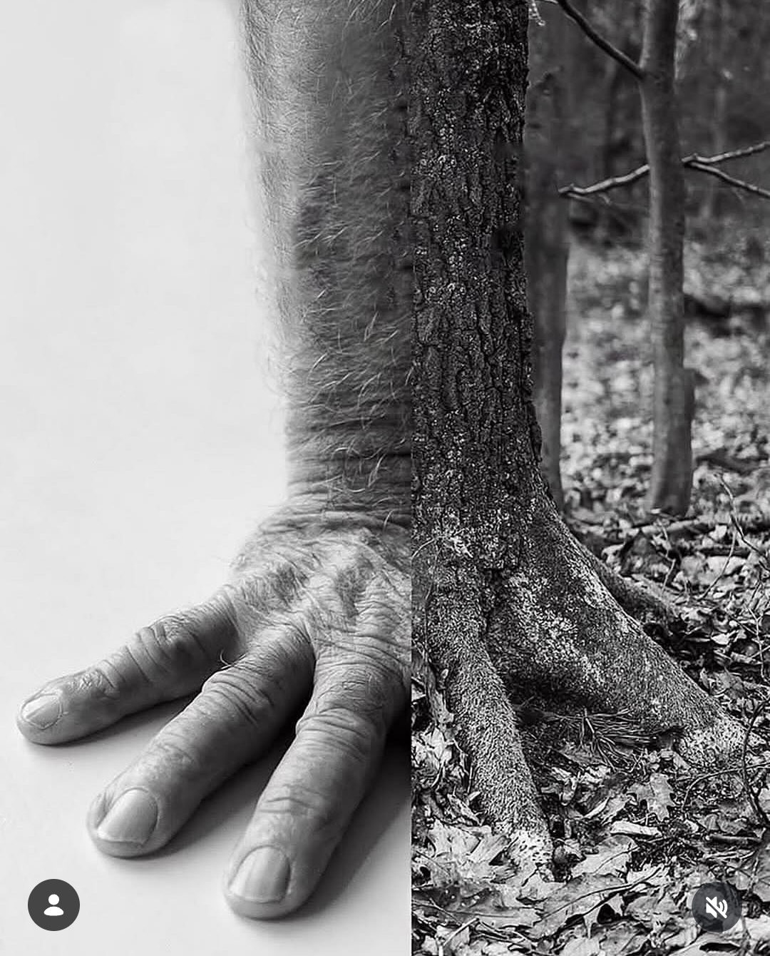 Comparação entre a mão humana e as raízes de uma árvore