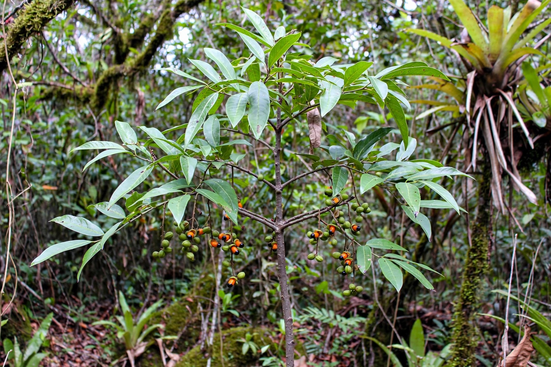 Cambuatá